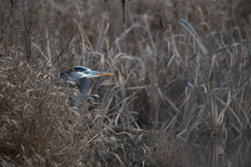 Heron in the marshland