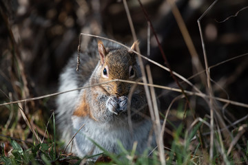 squirrel eating nut