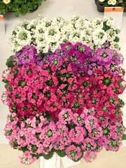 プリムラ・マラコイデス　