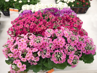 プリムラ・マラコイデス　