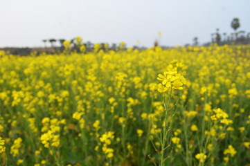 yellow mustard field captured during sunset.