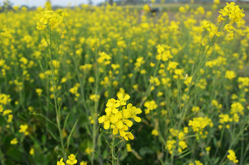 Obraz premium yellow mustard field captured during sunset.