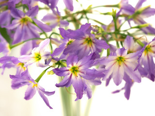 リューココリーネ