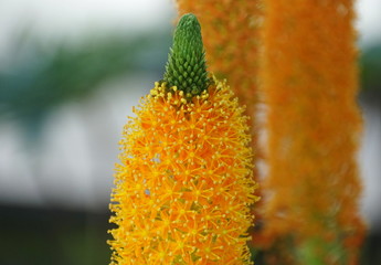 Close up of the beautiful bright orange Bulbinella tropical flowers