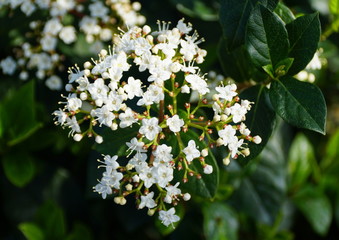 White cluster of Laurustinus 'Spring Bouquet' flowers