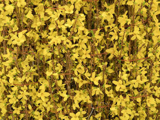 レンギョウの切り花