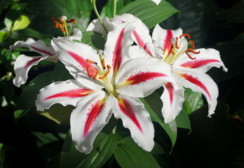 Beautiful white and pink Oriental Hybrid lily 'Big Smile'