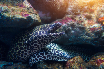 Moray eel lurking in coral.