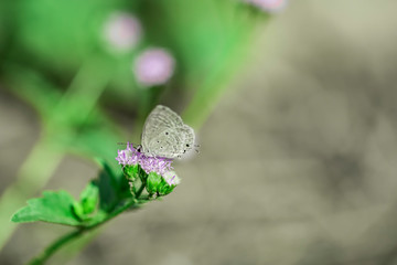 Luthrodes pandava come and ripe on praxelis plant