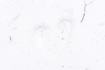 animal footprints in the snow