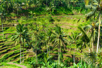 Tegalalang rice terrace in Ubud, Bali, Indonesia. 