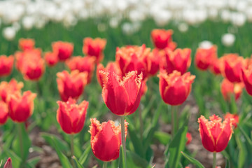 Tulips field. Spring flowers tulips.