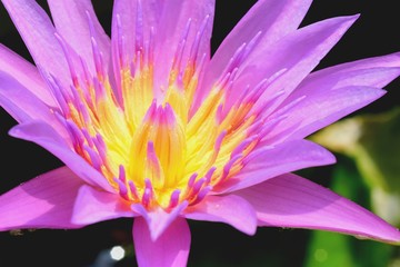 Blooming Lotus Flower and reflection in water, selective focus.	