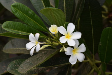 Fototapeta na wymiar chafa flowers