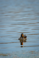 common moorhen or gallinula chloropus portrait in blue water with reflection at keoladeo national...