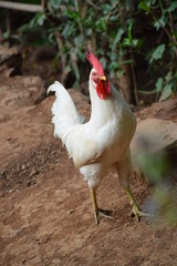 hen 