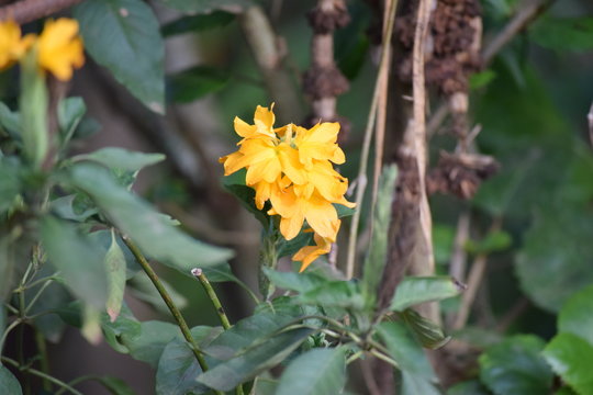 aboli yellow flowers