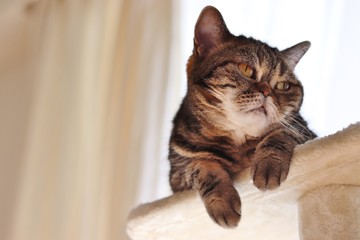 不機嫌顔の猫アメリカンショートヘア