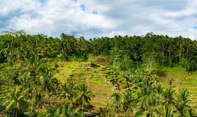 Fototapeta na wymiar Tegalalang rice terrace in Ubud, Bali, Indonesia. 