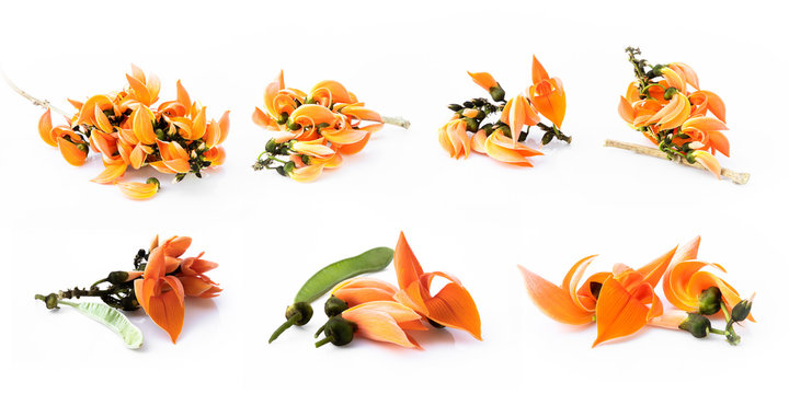 set of Butea Monosperma or palash flower of southeast asia on white background. Plaso monosperma, Butea frondosa, Erythrina monosperma.