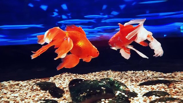 Veiltail Images Browse 909 Stock Photos, Vectors, and Video Adobe Stock