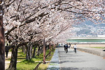宮川の桜