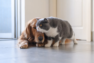 British shorthair and golden retriever