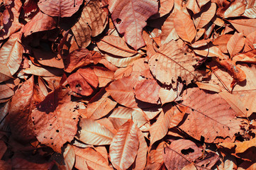 The leaves fell on the floor.