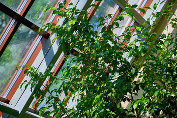 Tropical greenhouse in the house. Sunny interior full of various green plants.Natural indoor ornamental plants. Lush Botanical garden.