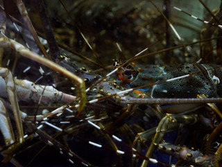 Alive lobsters in aquarium at seafood restaurant 