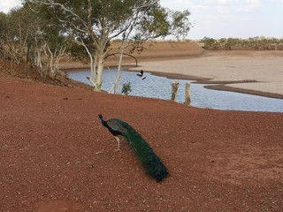 Pfau am fast ausgetrockneten Mary Ann Damm, Tennant Creek, Australien