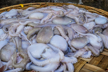 Asian city seafood market. Side and close up view of fresh small sized octopuses seafood for sale.