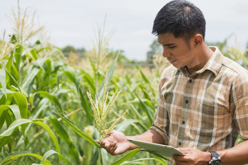 farmer checking and controling produce to qulity of product in farm field