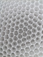 Honey bee larvae