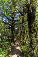 Fototapeta na wymiar Whakapapa natural walk in Tongariro National Park, North Island, New Zealand.