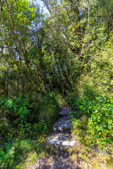 Whakapapa natural walk in Tongariro National Park, North Island, New Zealand.