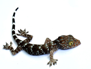 Naklejka premium - gecko (Xylotrupes Gideon) isolated on white background