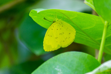 Yellow Grass Butterfly