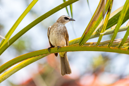 Yellow Vented Bulbul