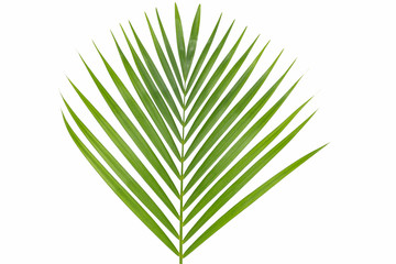 Fototapeta premium Palm leaf isolated on white background.
