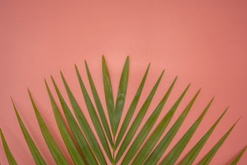 Obraz premium Palm leaf on pink background.