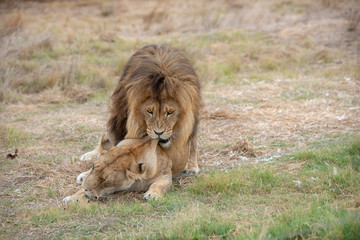 Lions mating.