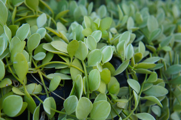 Dischidia nummularia or string of nickels creeping green plant background