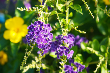 Shrub of duranta repens geisha girl or golden dewdrop  blossoming violet flowers