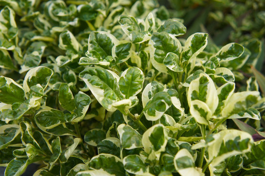 Jual tanaman alternanthera snowball joyweeds green and white foliage