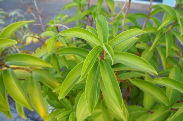 Cheilocostus speciosus  or crepe ginger green plant