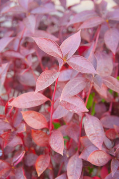 Alternanthera purple knight foliage background vertical