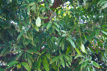 Mango tree foliage with green fruits