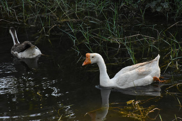 White duck swimming in nature pond.