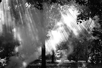 Sun rays shining through the trees in the garden.